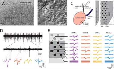 Basal and Stress-Induced Network Activity in the Adrenal Medulla In Vivo